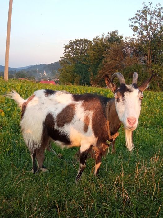 Породиста коза!!