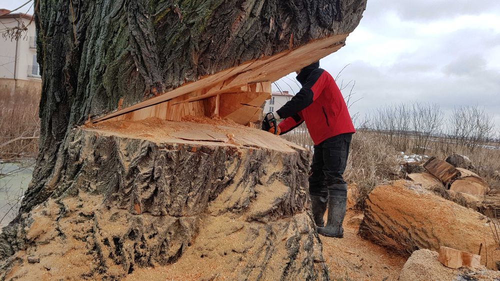 Profesjonalna wycinka drzew