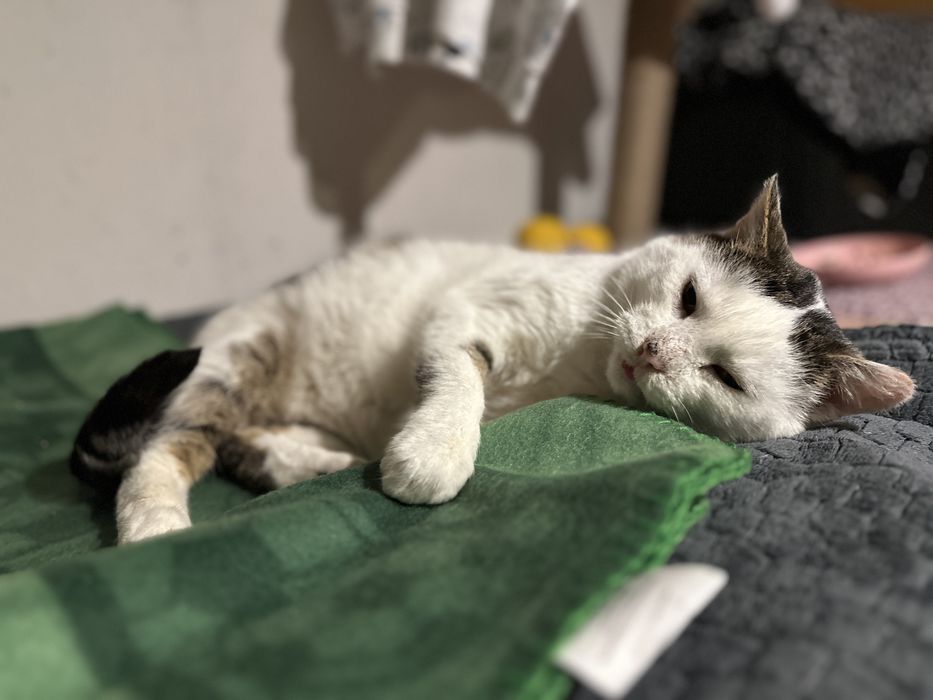 Koty z serca Kaszub polecają się do adopcji!