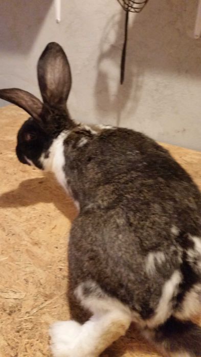 Sprzedam Króla samca