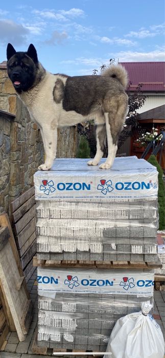 В‘язка американська акіта