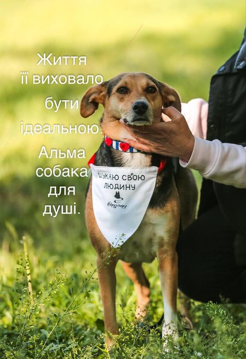 Собаки,  отдаем в семьи