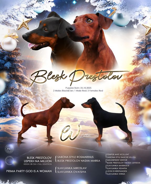 Цуценята Цвергпінчера з родоводом КСУ