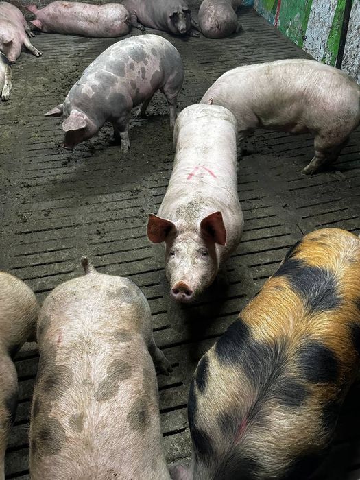 Свині живою вагою