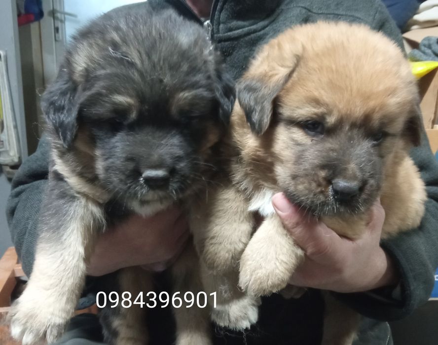 Банхар(монгольська вівчарка)