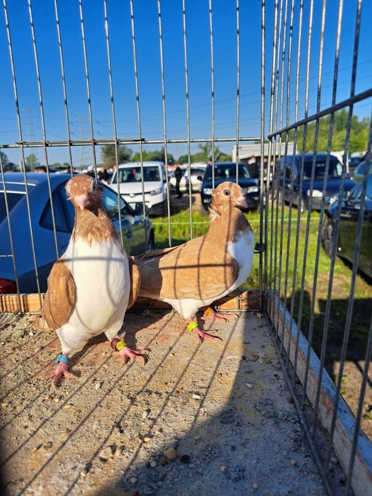 Gołębie - Czajki Węgierskie koroniate