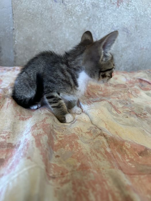 gatinho as riscas para adocao