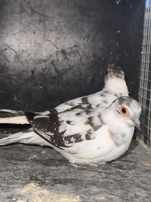 Gołąbki diamentowe szek czarny para