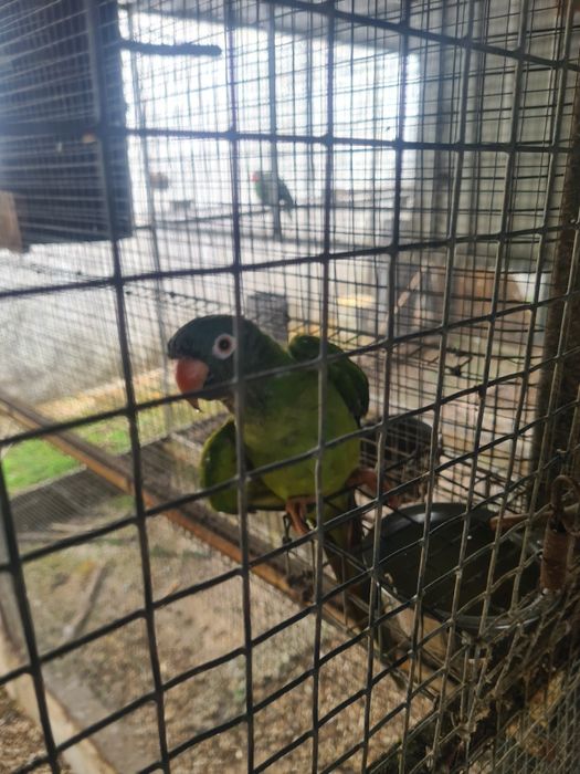Conures cabeça azul