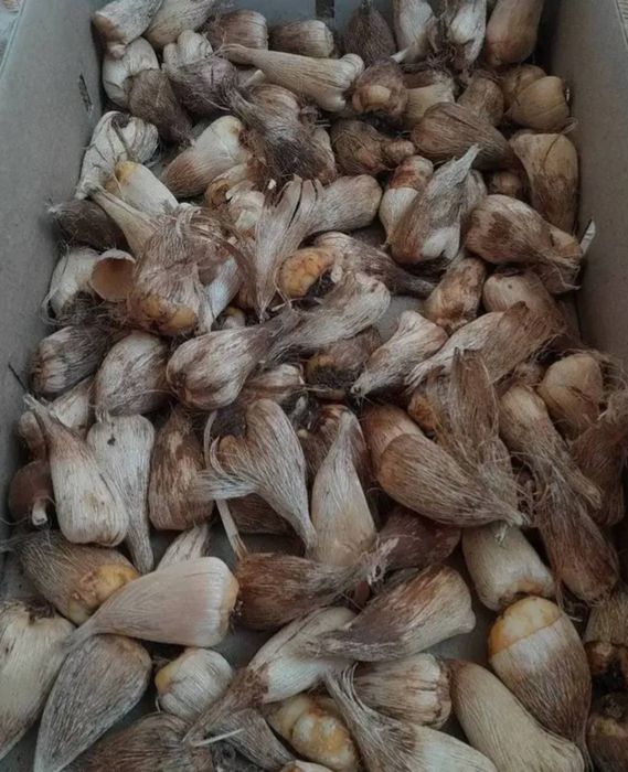 Продам цибулини махрової фрезії