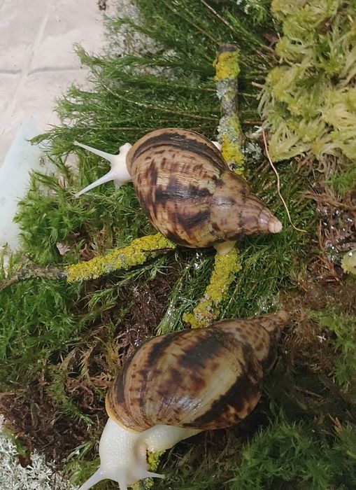 Равлик ахатинець