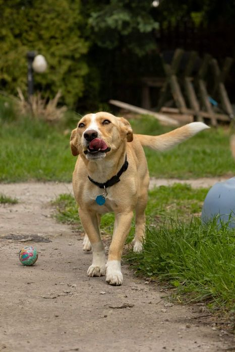Roczna, piękna, biszkoptowa sunia do adopcji