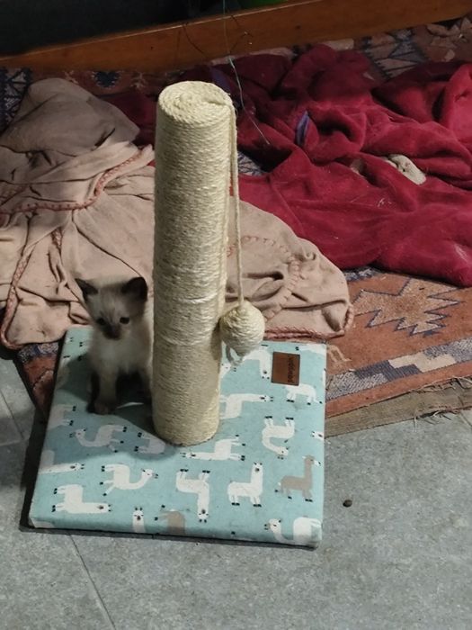 Gatinha para adoção