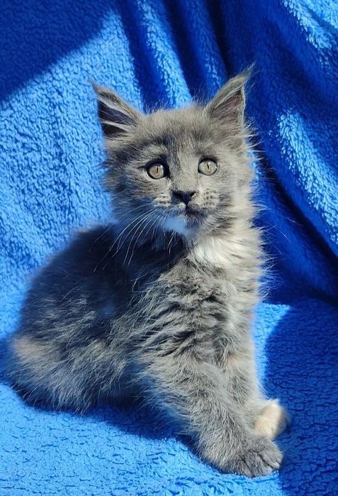 Котята мейнкуны кошечки и котики