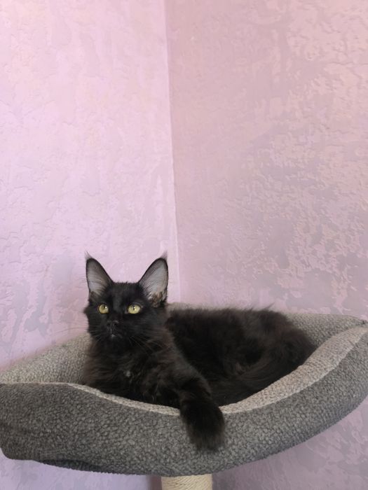 Мейн кун киця чистокровна