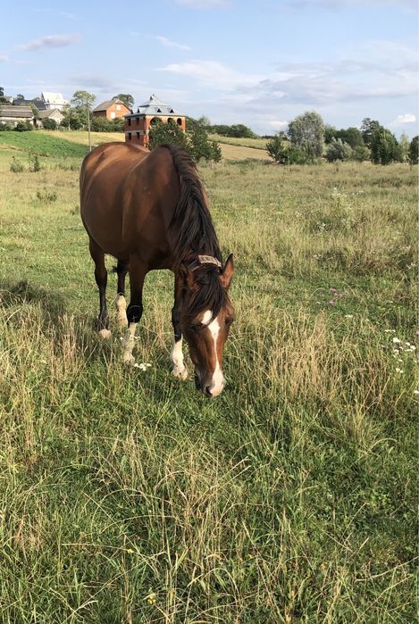 Продається кобила