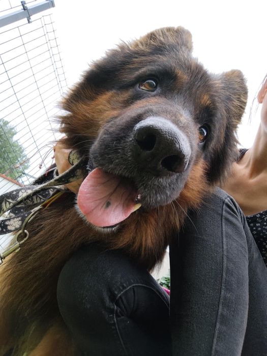 Piekny owczarek niemiecki PILNY DOM