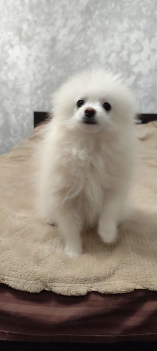 Біле лисенятко Хлопчик шпіц
