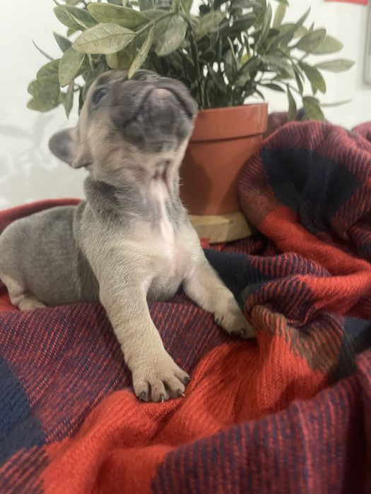 Filhote de Bulldog Francês - Blue Fawn