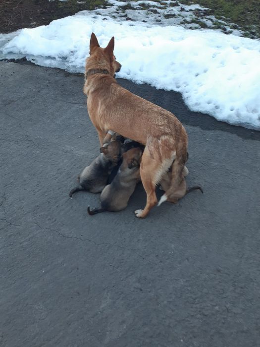 Домашні улюбленці