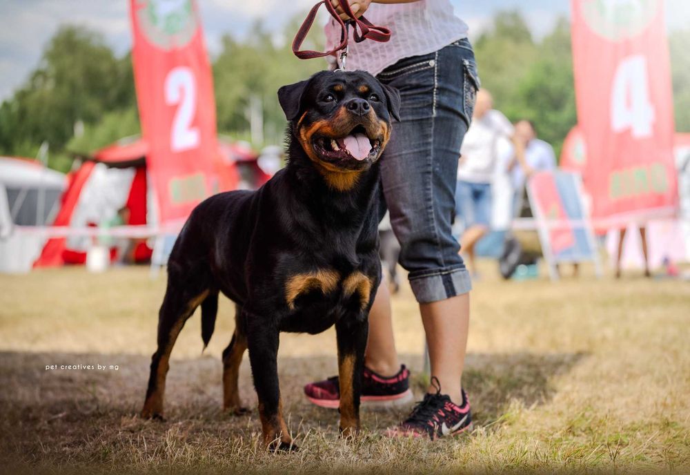 Hodowla Fci Rottweiler Rottweiler Szczenięta Po Championie ZKwP