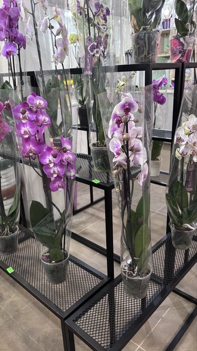 Стелаж для квітів / Підставки для квітів / Меблі для квіткового