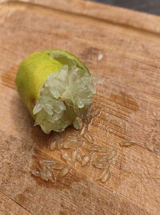 Limao caviar polpa amarela gigantes (40–55 g cada!)