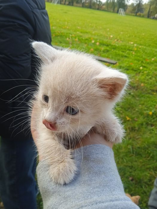 котик добрий ласковий
