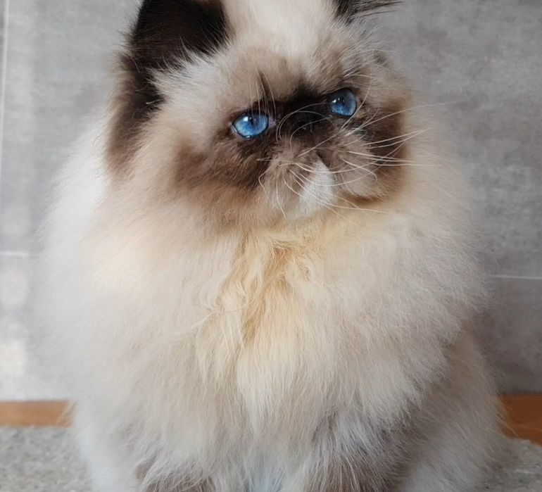 Kocur. Piękny kolor oka. Wyjątkowo długie futro.