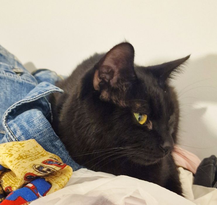 Dostojny kocurek Mandżaro do adopcji