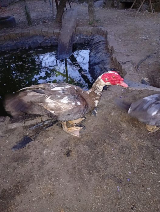 Patos carolinos e mandarins