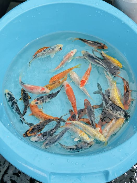 Carpas Koi 9-12cm – Qualidade Garantida com Envio Seguro!