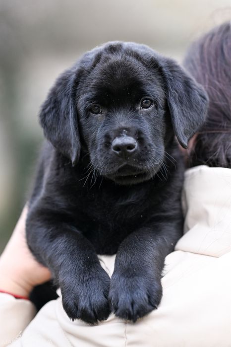 Цуценя лабрадора з розплідника