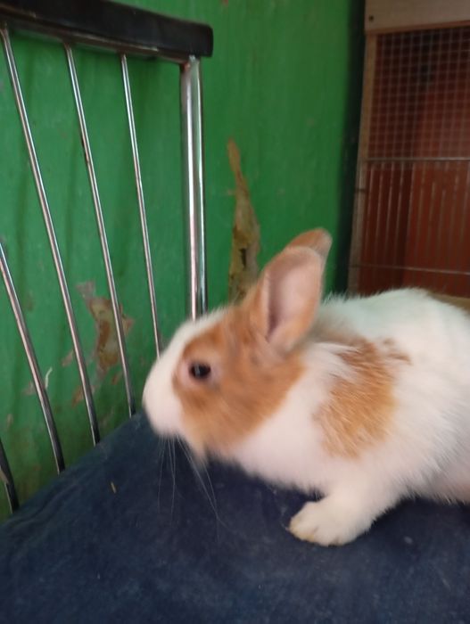 Sprzedam samczyka miniaturkę