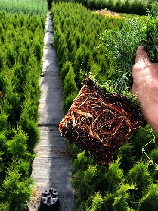 Tuja Szmaragd  Brabant 50-80cm