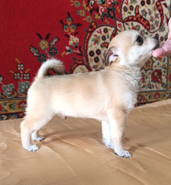 Хлопчик чіхуахуа