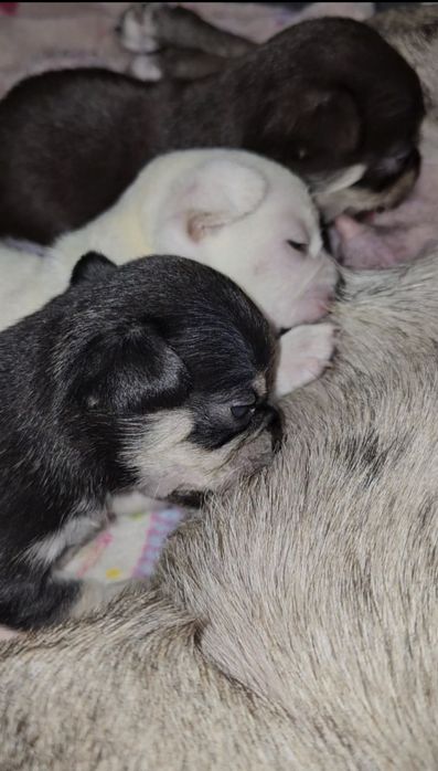 Чорно-підпалий хлопчик