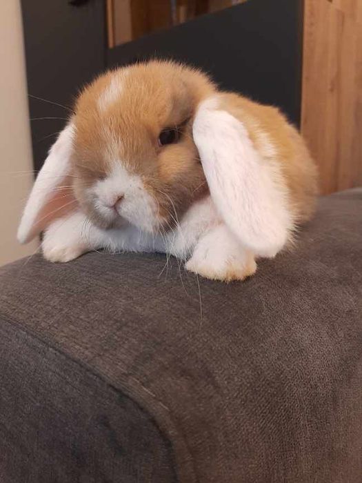 Kroliki baranek karzełek miniaturka mni lop