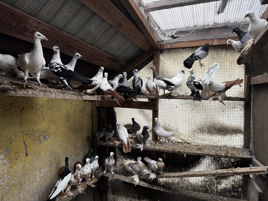 Gołębie hodowlane Raszyn