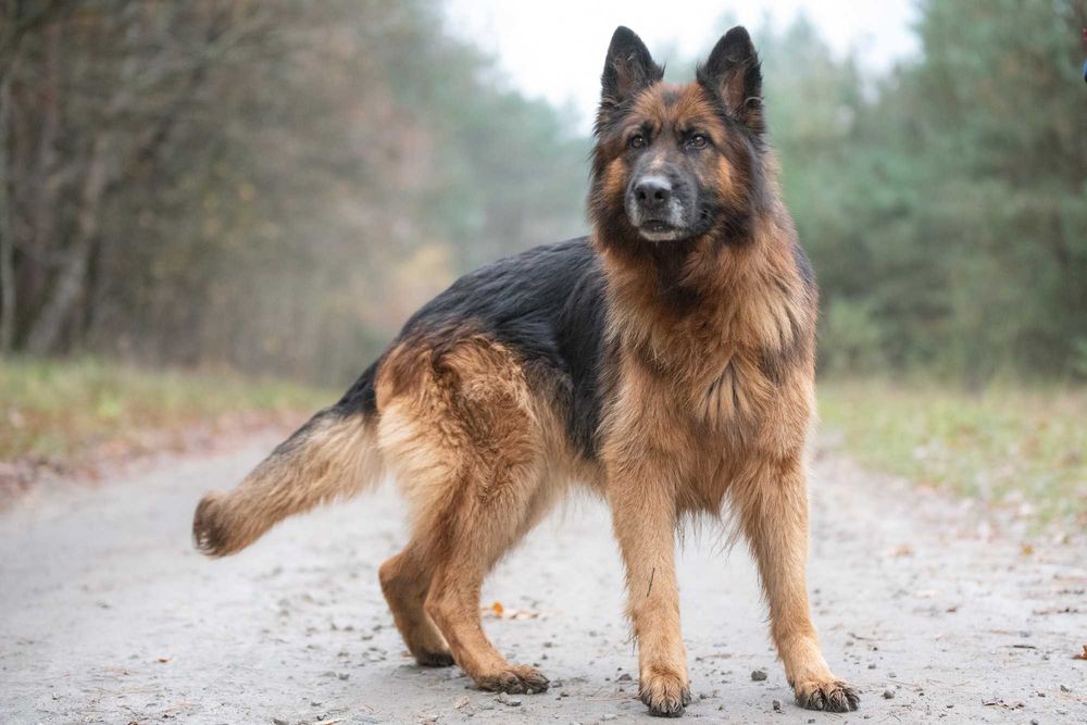OLESTA - wspaniała sunia w typie owczarka niemieckiego do adopcji