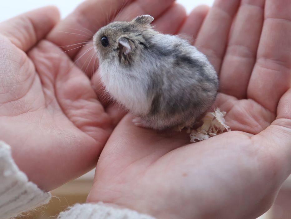 Klatka + Chomik dżungarski maleństwo