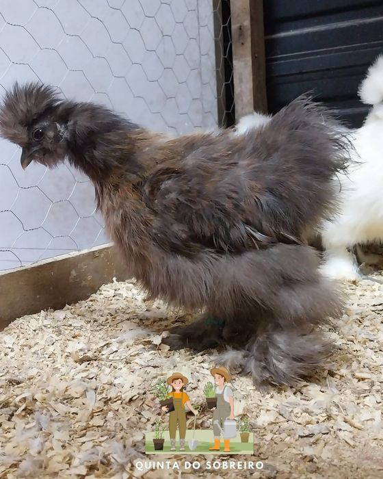 Galos diversas raças