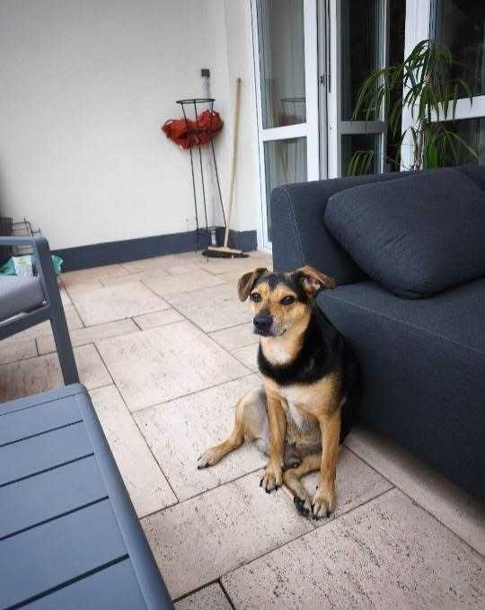 Psy do oddania w dobre ręce