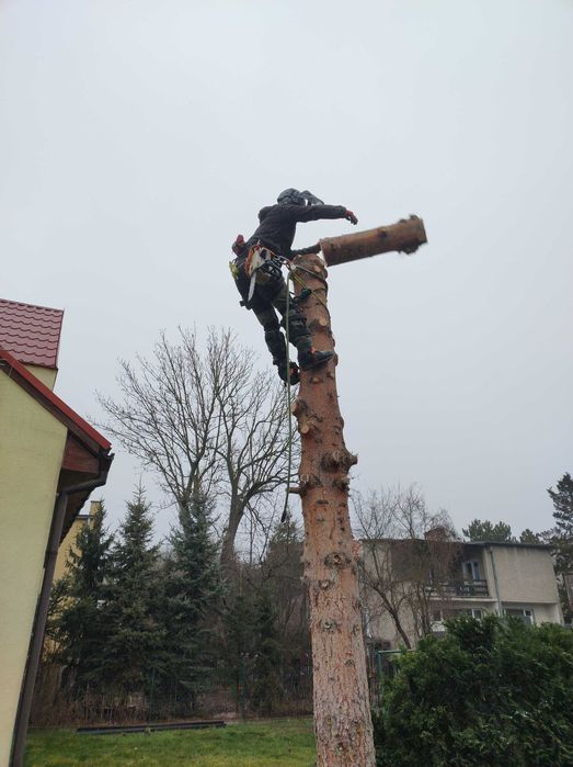 Wycinka Drzew z Wywozem Gałęzi