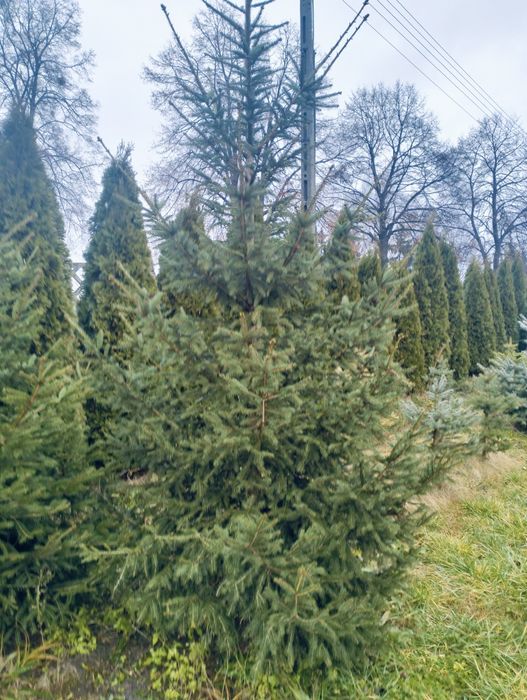 Choinki ok 2.5m.