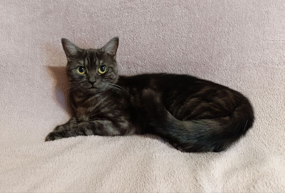 Шотландська кішечка