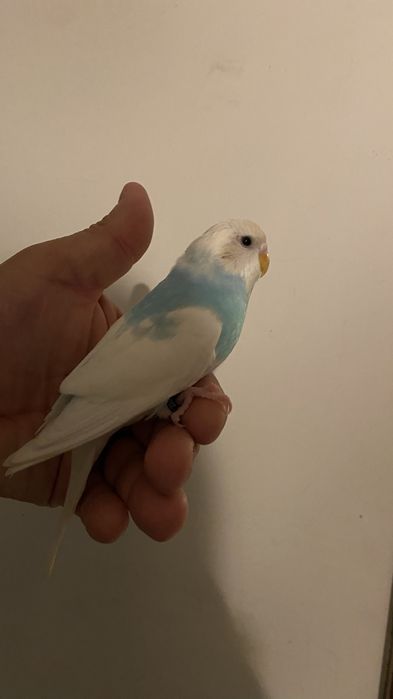 Fantastico Periquito domesticado - baixa de preço