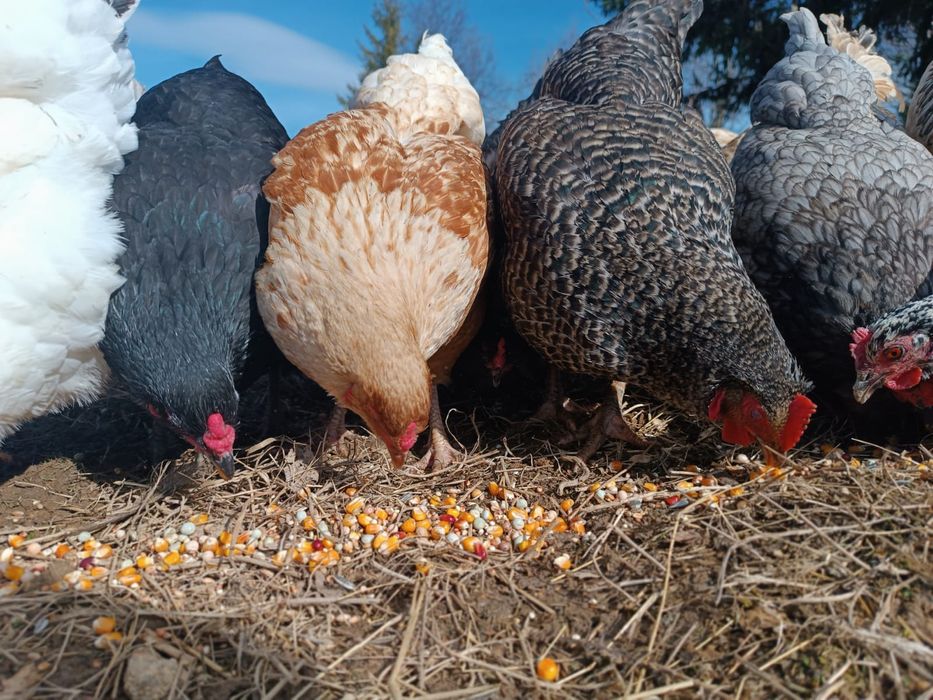 Jaja swojskie ekologiczne