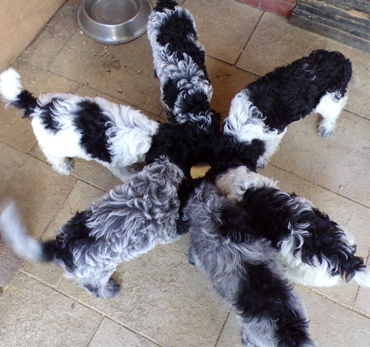 Cockapoo F1 , prześliczna, unikalna  sunia biało/ czarna, maleńka