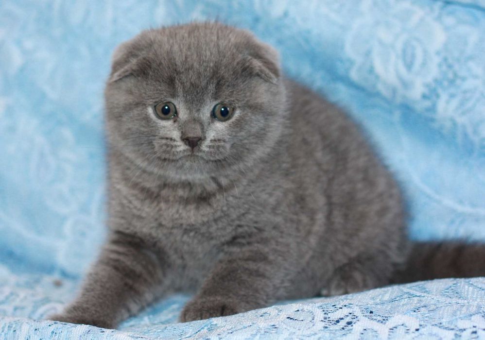 Вислоухий мальчик 2 мес